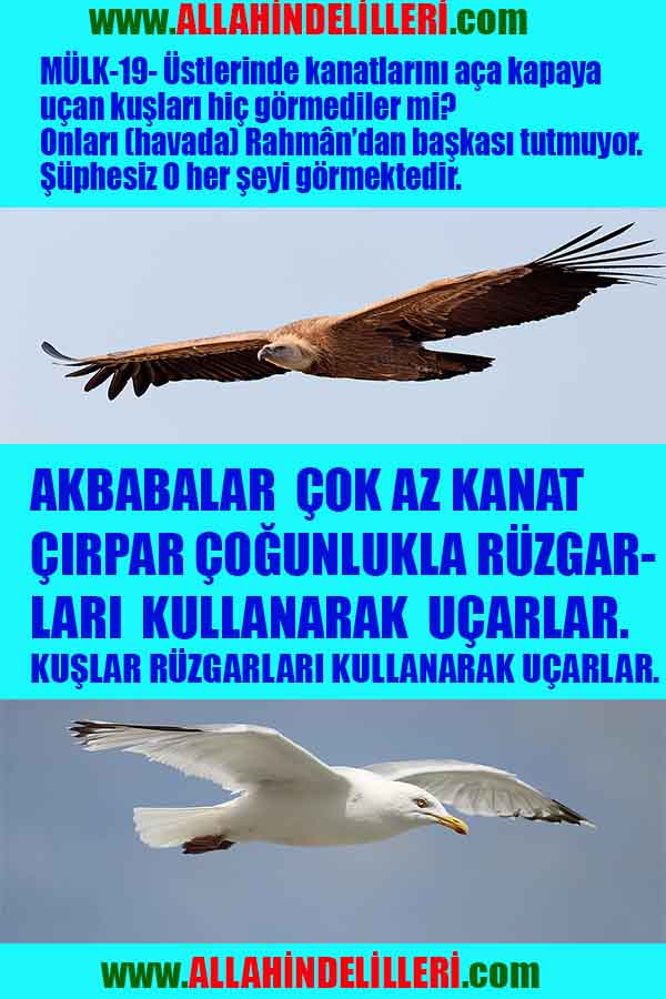 allahin varliginin delilleri, allahin delilleri, allah-delilleri, allahin varlıgının delilleri nelerdir?