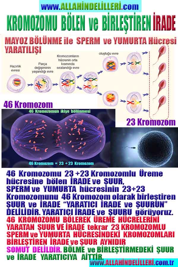 allahin varliginin delilleri, allahin delilleri, allah-delilleri, allahin varlıgının delilleri nelerdir?